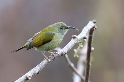 Green-tailed Sunbird - Groenstaarthoningzuiger - Souimanga à queue verte (f)