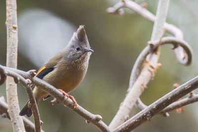 Stripe-throated Yuhina - Vlekkeelmeestimalia - Yuhina à gorge striée