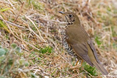 Alpine Thrush- Himalayalijster - Grive de Hodgson