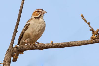 Chestnut-crowned Sparrow-Weaver - Roestwangwever - Mahali à calotte marron