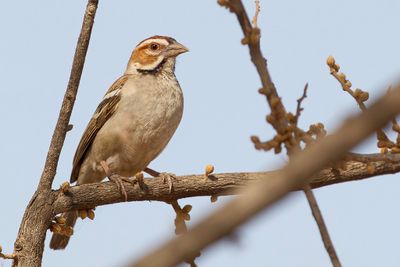 Chestnut-crowned Sparrow-Weaver - Roestwangwever - Mahali  calotte marron