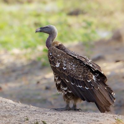 Rppell's Vulture - Rppells Gier - Vautour de Rppell