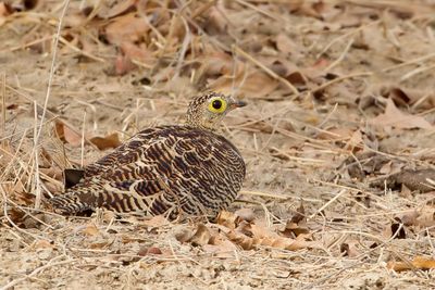 Four-banded Sandgrouse - Vierbandzandhoen - Ganga quadribande (f)