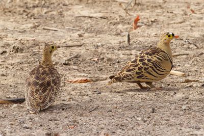 Four-banded Sandgrouse - Vierbandzandhoen - Ganga quadribande (m+f)