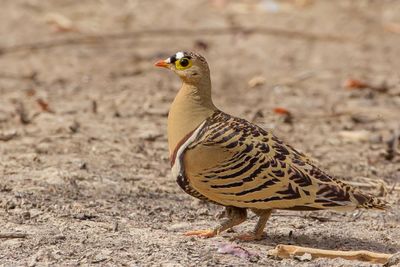 Four-banded Sandgrouse - Vierbandzandhoen - Ganga quadribande (m)