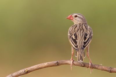 Red-billed Quelea - Roodbekwever - Travailleur à bec rouge (m)