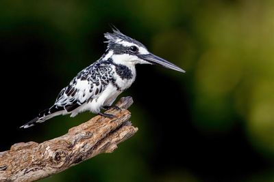 Pied Kingfisher - Bonte IJsvogel - Martin-pêcheur pie (m)