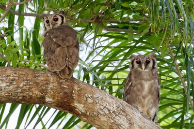 Verreaux's Eagle-Owl - Verreaux' Oehoe - Grand-duc de Verreaux