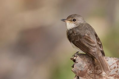 Swamp Flycatcher - Moerasvliegenvanger - Gobemouche des marais