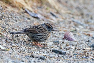 Rufous-breasted Accentor - Gestreepte Heggenmus - Accenteur à poitrine rousse