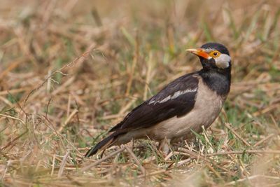Indian Pied Myna - Eksterspreeuw - Étourneau pie