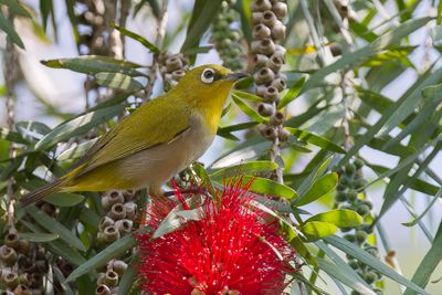 Indian White-eye - Indische Brilvogel - Zostérops oriental