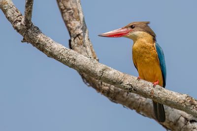 Stork-billed Kingfisher - Ooievaarsbekijsvogel - Martin-chasseur gurial