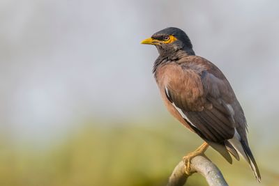 Common Myna - Treurmaina - Martin triste