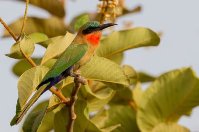 Red-throated Bee-eater - Roodkeelbijeneter - Guêpier à gorge rouge