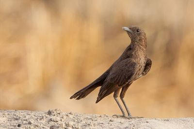 Anteater Chat - Bruine Miertapuit - Traquet brun