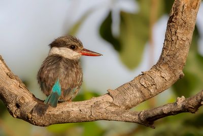 Striped Kingfisher - Gestreepte IJsvogel - Martin-chasseur stri