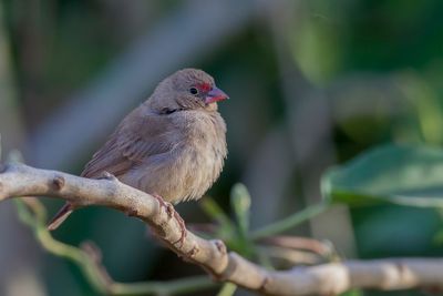 Red-billed Firefinch - Vuurvinkje - Amarante du Sénégal (f)