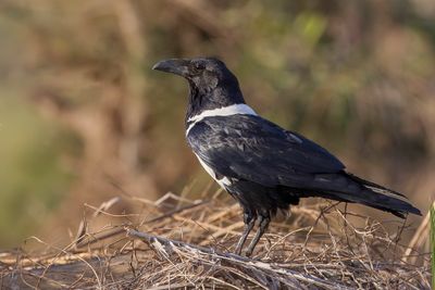 Pied Crow - Schildraaf - Corbeau pie