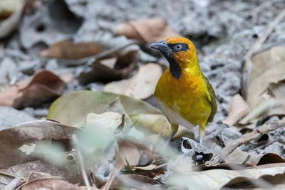Olive-naped Weaver - Olijfnekwever - Tisserin pirate (m)
