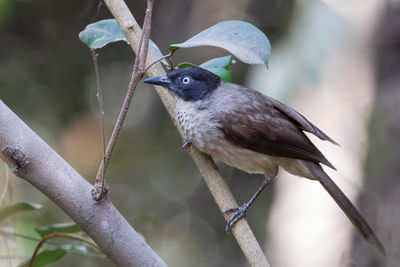 Blackcap Babbler - Zwartkapbabbelaar - Cratérope à tête noire
