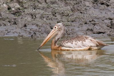 Spot-billed Pelican - Grijze Pelikaan - Pélican à bec tacheté