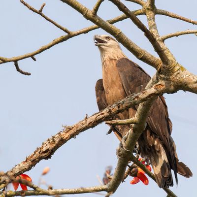 Pallas's Fish Eagle - Witbandzeearend - Pygargue de Pallas