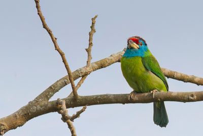 Blue-throated Barbet - Blauwkeelbaardvogel - Barbu à gorge bleue
