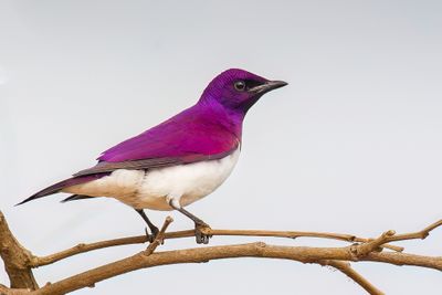 Violet-backed Starling - Amethistspreeuw - Étourneau améthyste (m)
