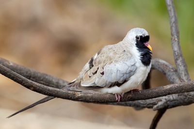 Namaqua Dove - Maskerduif - Tourtelette masquée (m)