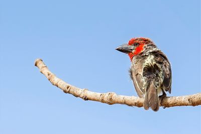 Vieillot's Barbet - Rood-gele Baardvogel - Barbican de Vieillot