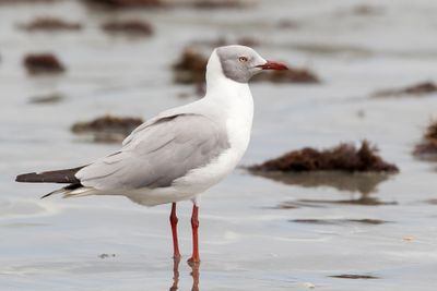 Grey-headed Gull - Grijskopmeeuw - Mouette à tête grise