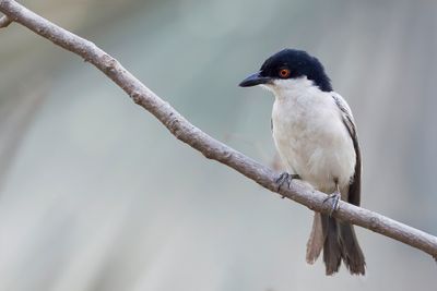Northern Puffback - Gambiapoederdonsklauwier - Cubla de Gambie (m)