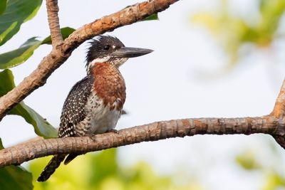 Giant Kingfisher - Afrikaanse Reuzenijsvogel - Martin-pêcheur géant
