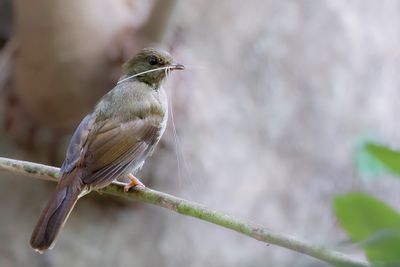 Little Greenbul - Groene Buulbuul - Bulbul verdâtre