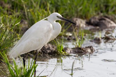 Little Egret - Kleine Zilverreiger - Aigrette garzette