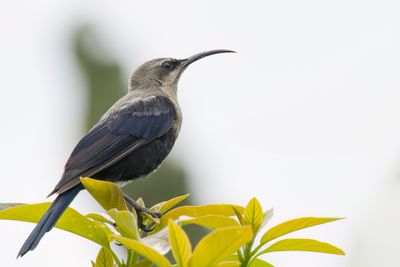 Tacazze Sunbird - Tacazzehoningzuiger - Souimanga tacazze (f)