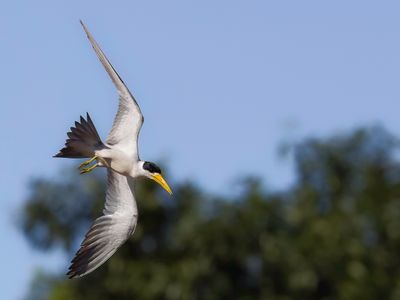 Yellow-billed Tern - Amazonestern - Sterne argente