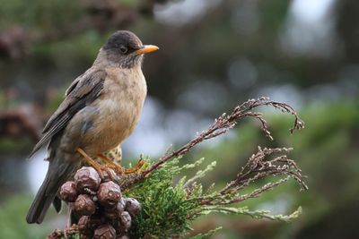 Austral Thrush - Magelhaenlijster - Merle austral