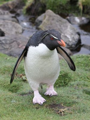 Western Rockhopper Penguin - Zuidelijke Rotspingun - Gorfou sauteur