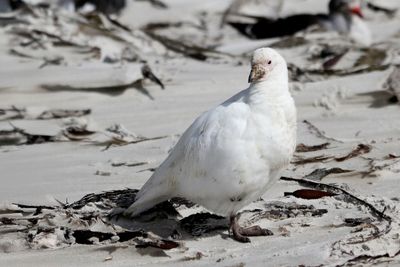 Snowy Sheathbill - Zuidpoolkip - Chionis blanc