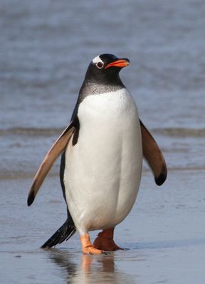 Gentoo Penguin - Ezelspingun - Manchot papou