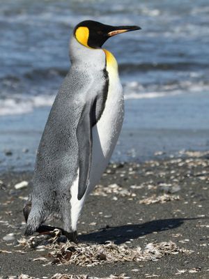 King Penguin - Koningspingun - Manchot royal