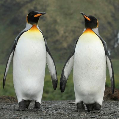 King Penguin - Koningspingun - Manchot royal