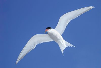 Antarctic Tern - Zuidpoolstern - Sterne couronne