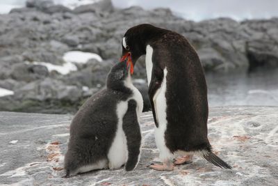 Gentoo Penguin - Ezelspingun - Manchot papou
