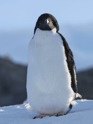 Adlie Penguin - Adliepingun - Manchot d'Adlie