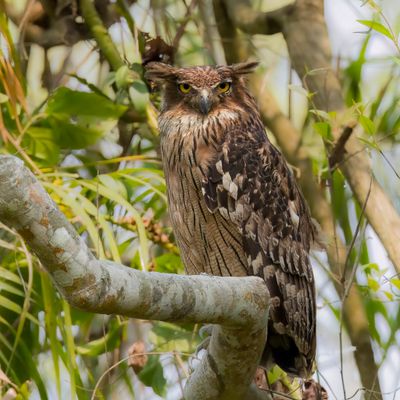 Brown Fish Owl - Bruine Visuil - Kétoupa brun