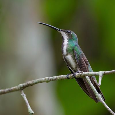 Black-throated Mango - Zwartkeelmango - Mango à cravate noire (f)