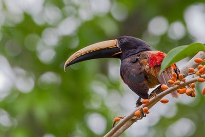 Black-necked Aracari - Zwartnekarassari - Araçari grigri